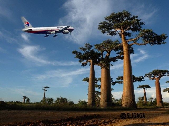 All%C3%A9e_des_Baobabs_near_Morondava,_Madagascar[1]